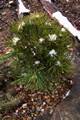 Pinus sylvestris Moseri IMG_8780 Sosna pospolita